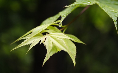 30装载机月租多少钱，30装载机司机的月薪是多少